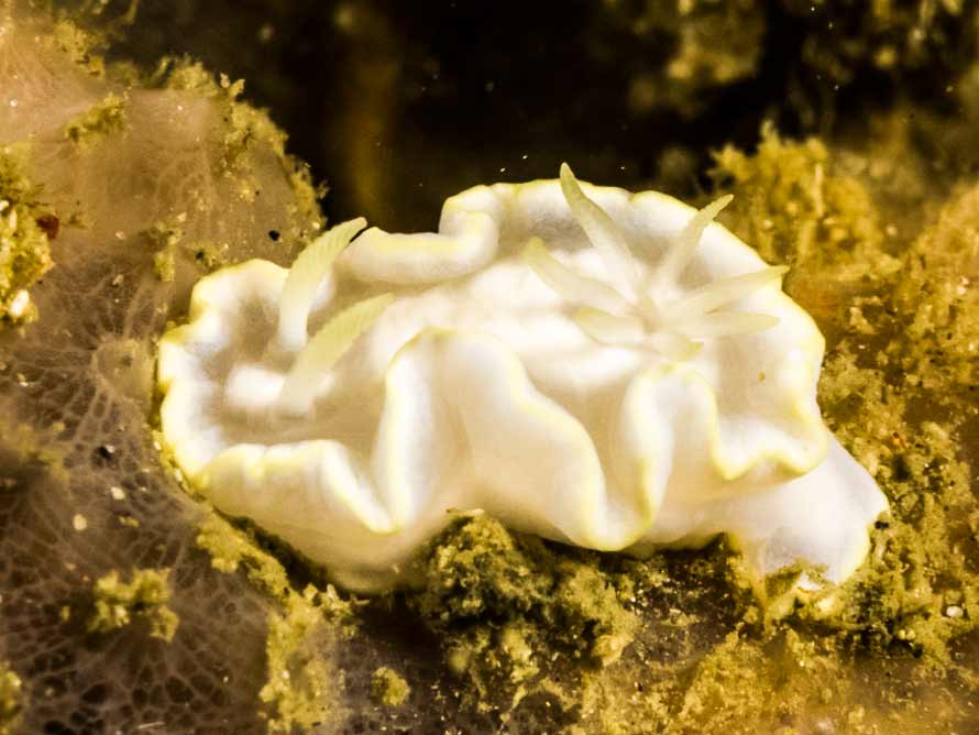 Glossodoris buko
